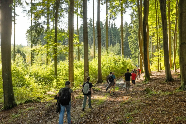 people walking along a trail in the woods