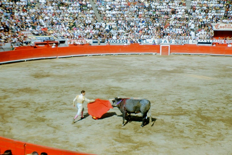 a bull pulling a person through the ring