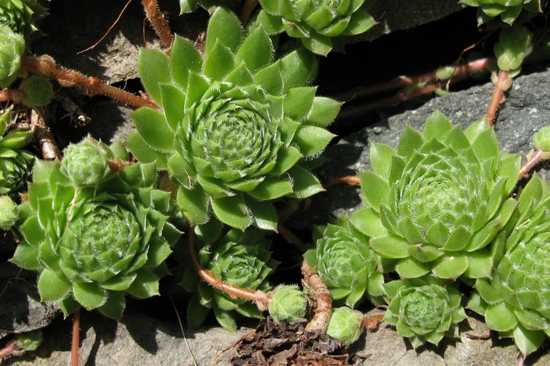 small green plant grows between rock on ground