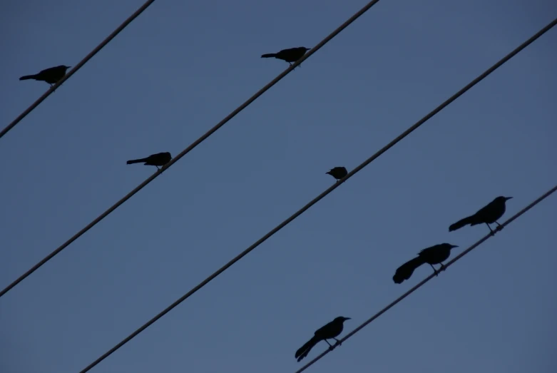 some birds are sitting on top of the wires