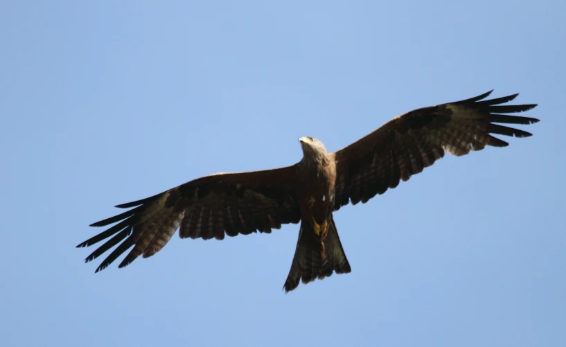 a large bird flying through the sky with its wings outstretched