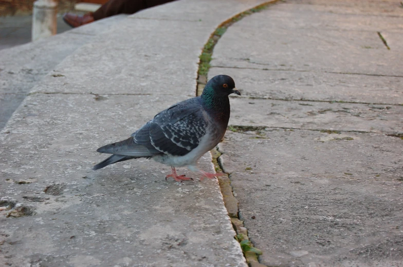 this is a picture of a bird standing on the concrete