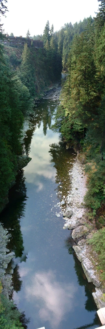 a river in the forest has trees near it