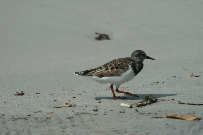 a little bird standing on the beach near the sand