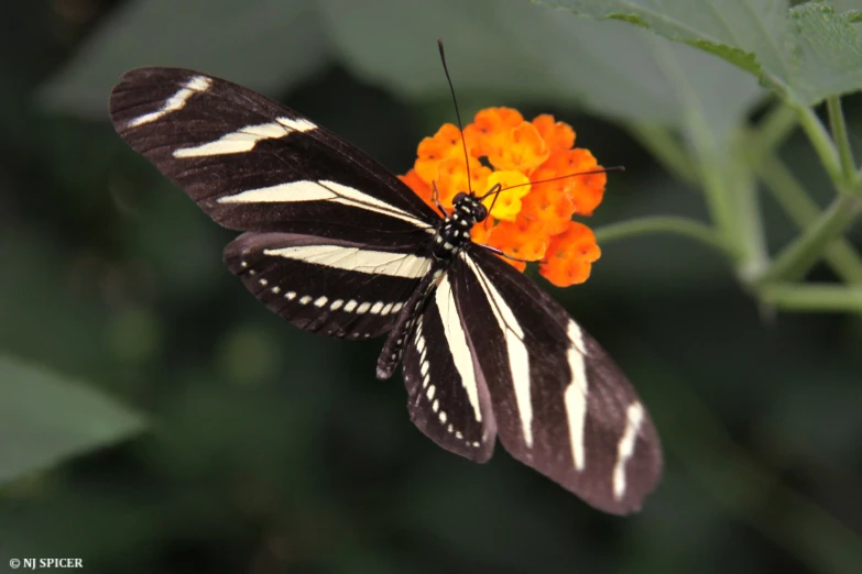 a close up of a ze striped erfly on an orange flower