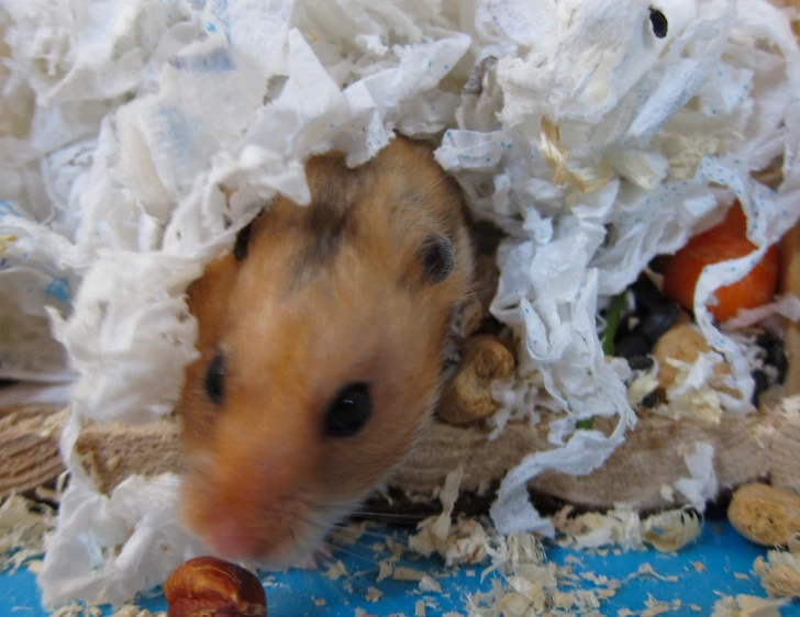 a small brown hamster peeking out of its enclosure