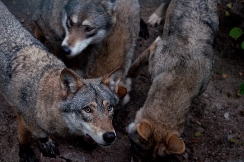 two grey dogs sniffing soing while standing on ground