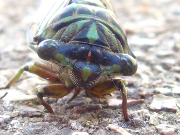 an image of a bug with multiple eyes