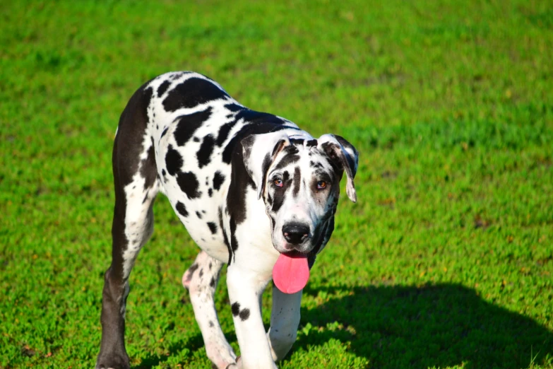 a large dog with a red ball is on the grass