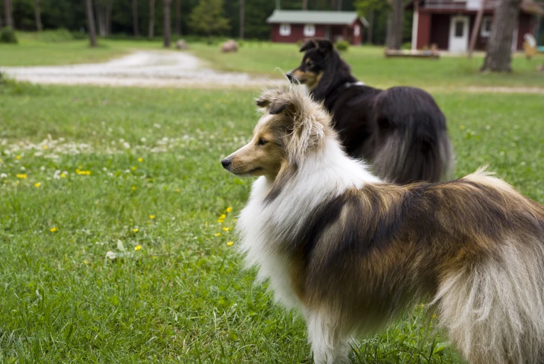 two gy haired dogs stand in a grassy field