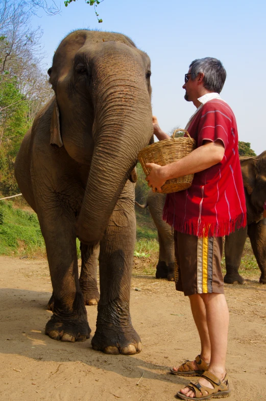 a man feeding a basket of fruit to an elephant