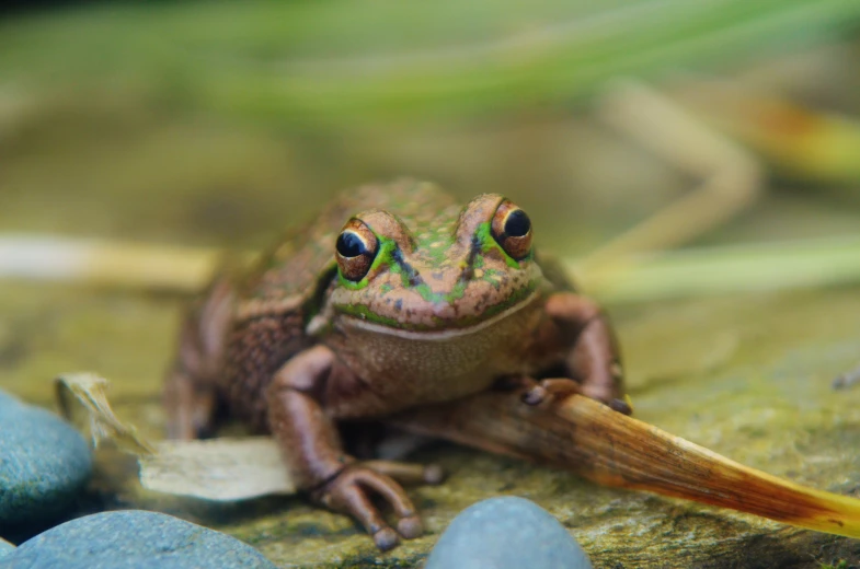 this is an image of a frog eating soing