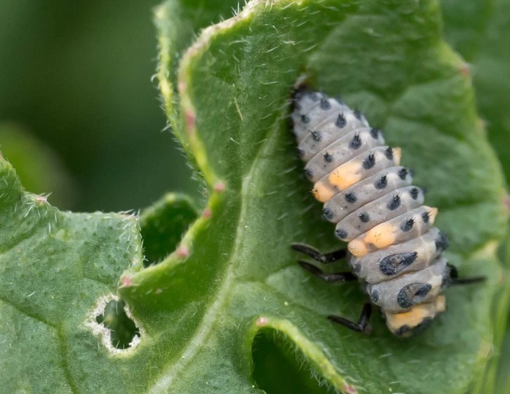 a large black and yellow caterpillar sitting on a green leaf