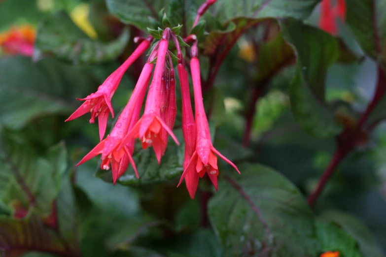 a red flower that is next to green leaves