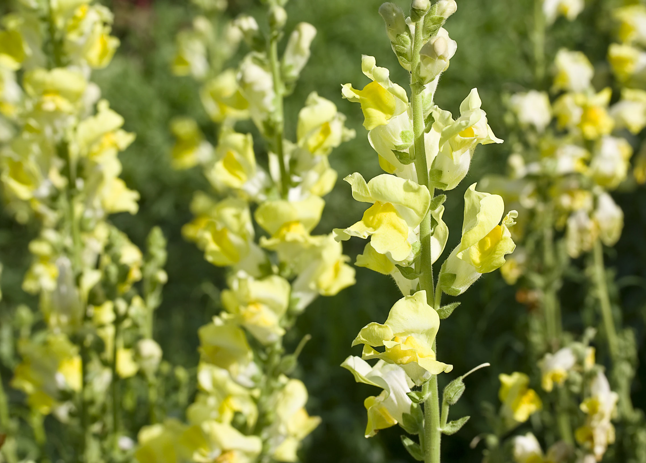 a bunch of yellow flowers in front of green plants