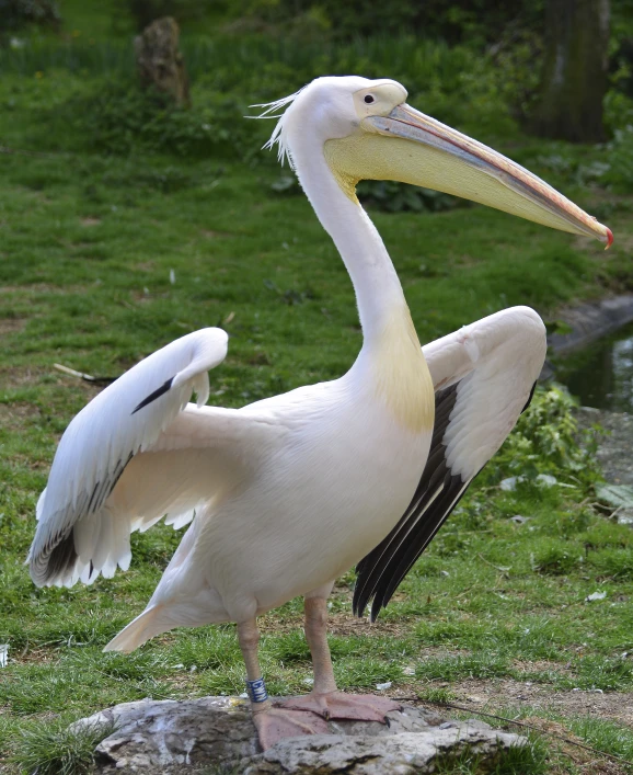 a close - up of a white pelican on a grass field near water