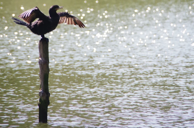 an image of bird with wings extended sitting on post