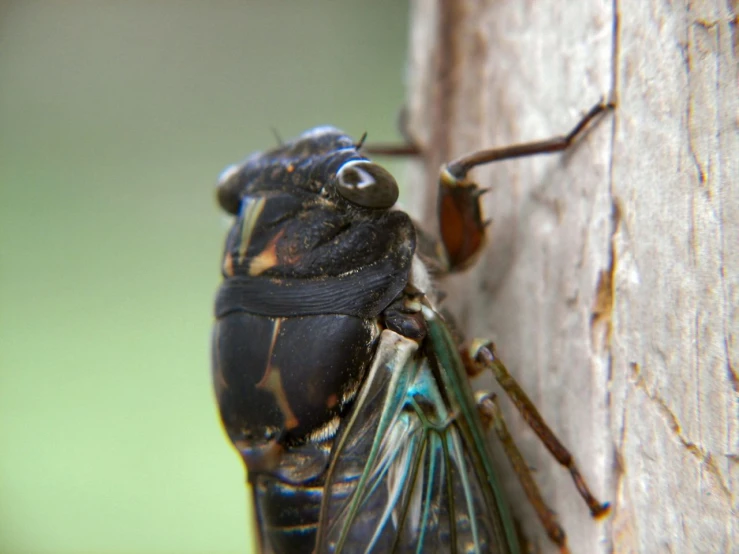 the insect is hanging on the side of the building