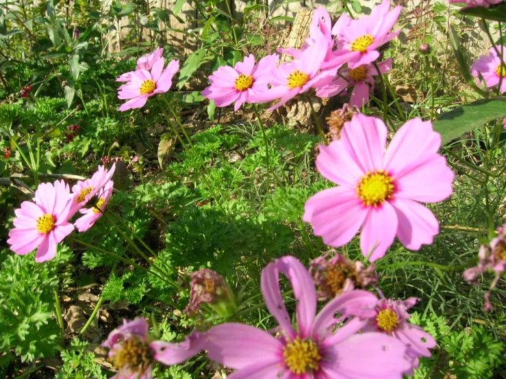 large pink flowers growing on top of the grass