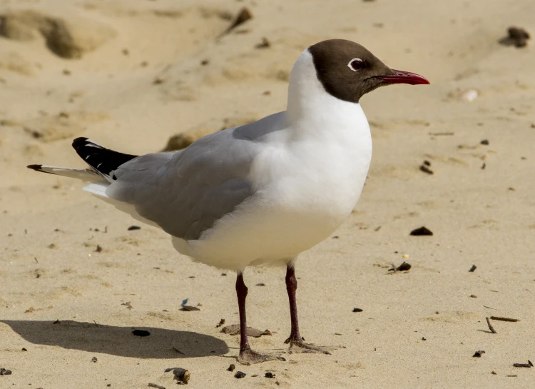 a seagull is standing on sand and looking to its left
