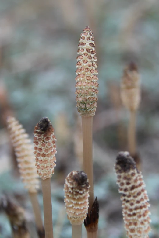 multiple seed heads on top of each other in the middle of a field