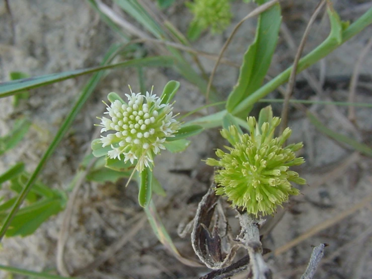 a couple of green plants sitting on top of a field