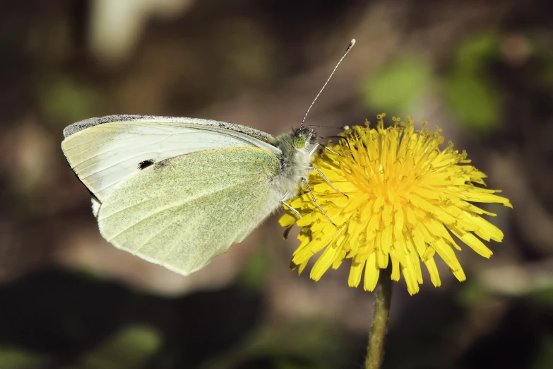 the erfly on the dandelion is about to get nectar