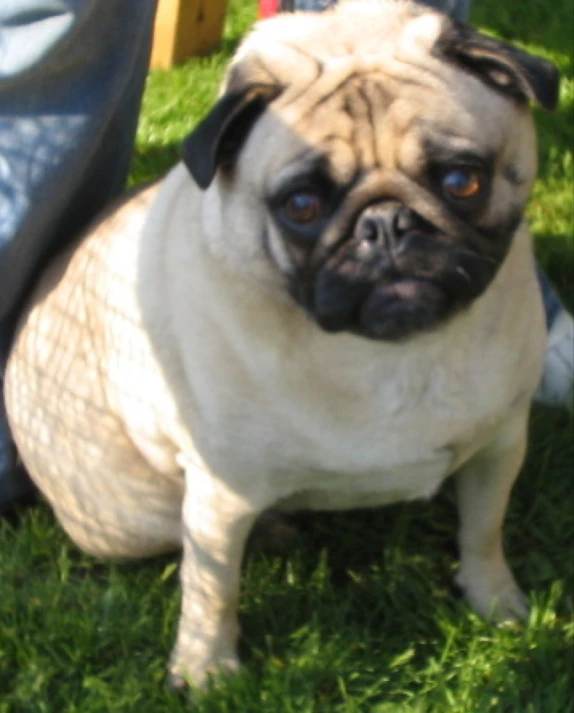 a small dog sits in the grass