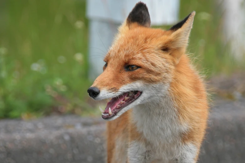 an adorable looking red fox has its mouth open