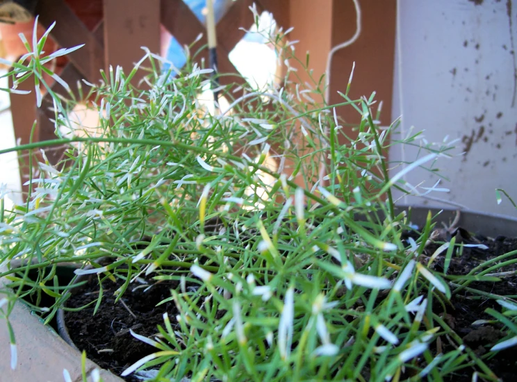 a bunch of very small plants sitting inside of a pot