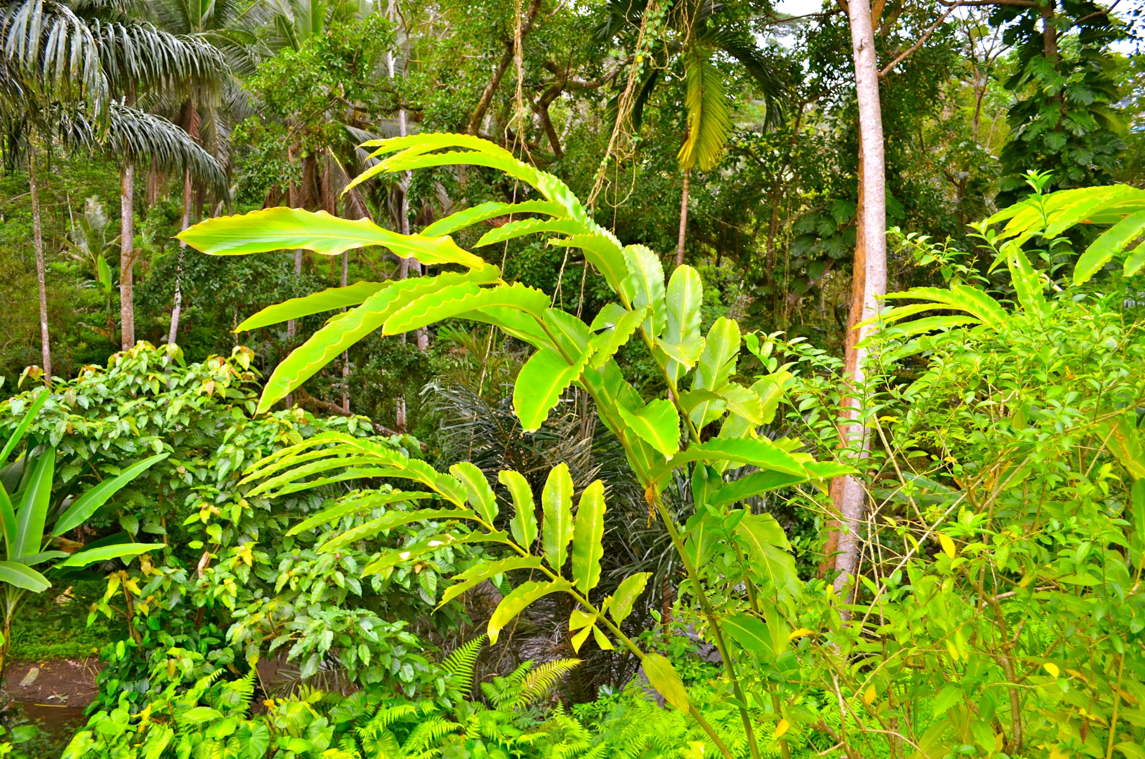 some trees and plants are growing in the dirt