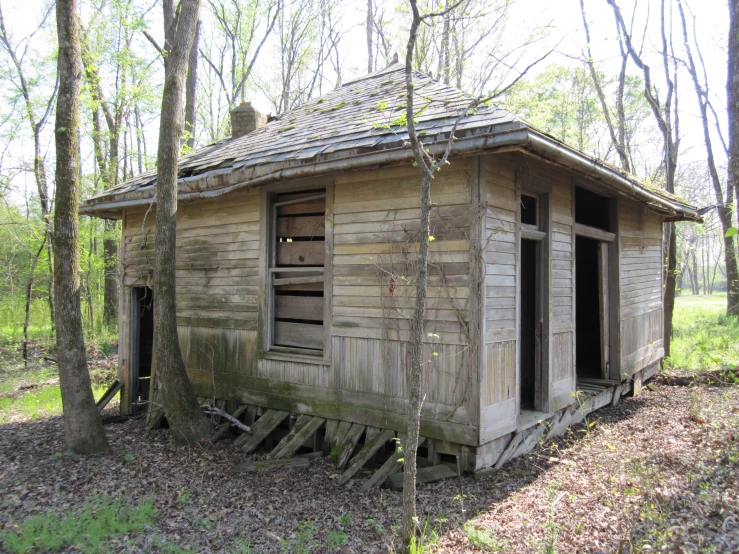 a small, weathered wooden shack nestled amongst tall trees