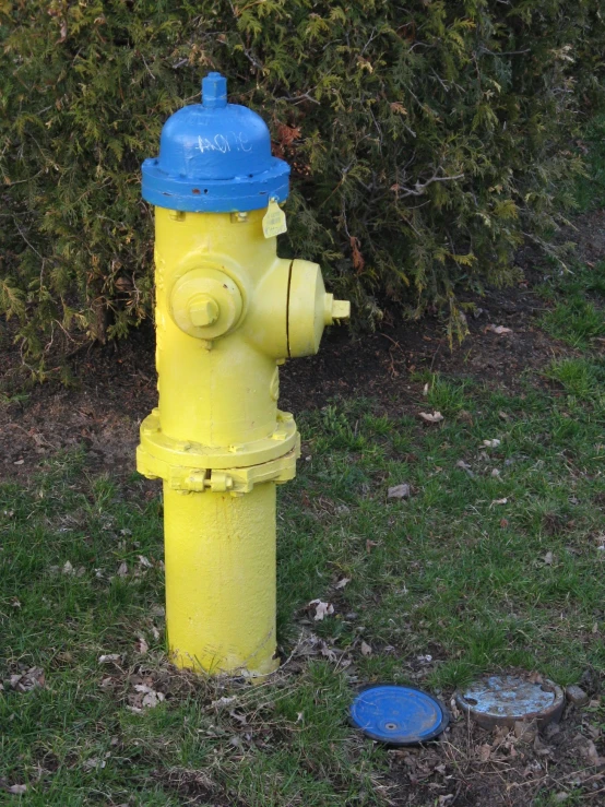 a yellow and blue fire hydrant with grass around it