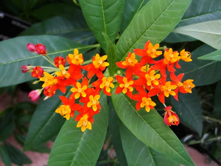 a flower with orange and yellow blooms in the middle