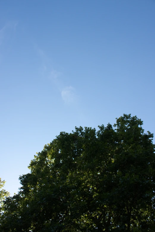 a large tree on the side of the road under a blue sky