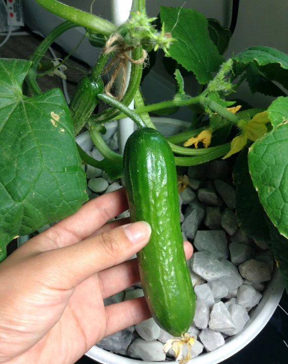 someone holding a cucumber over some rocks