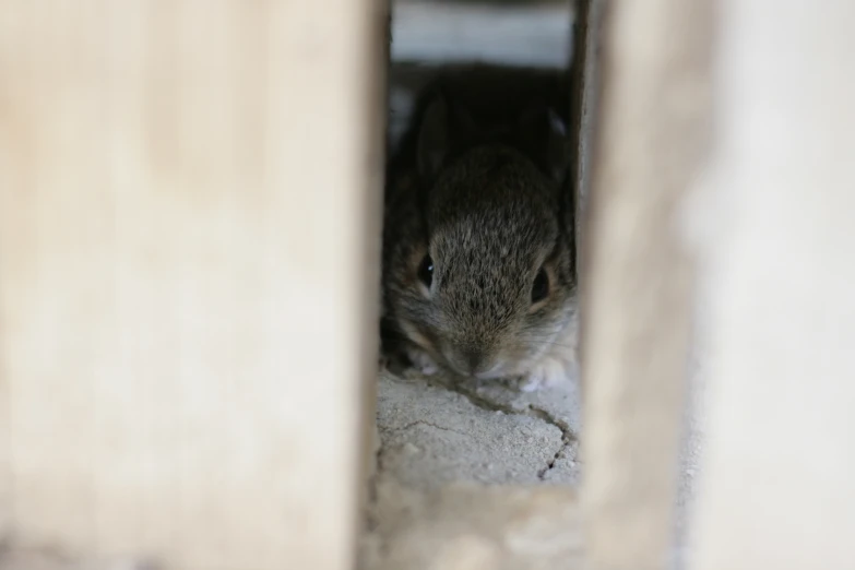 a small rat is sitting near a wall and looking off into the distance