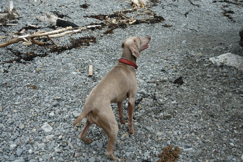 dog waiting on the beach for his owner to come home