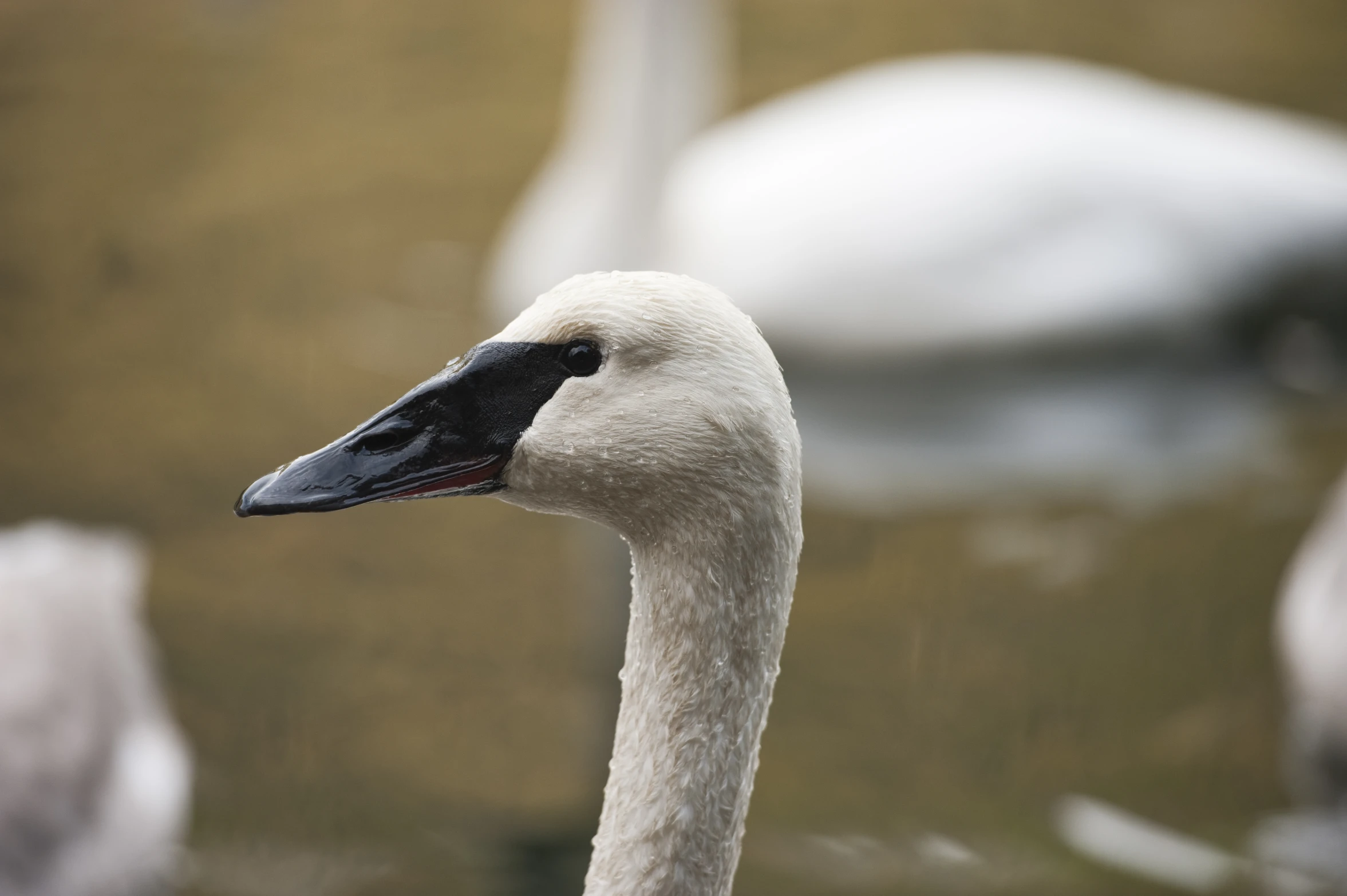 there are three birds with necks around them