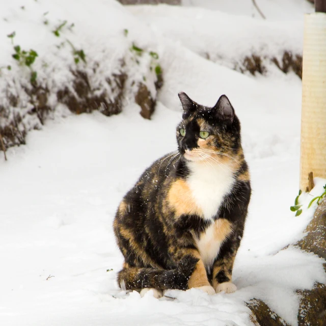 a calico cat is sitting in the snow