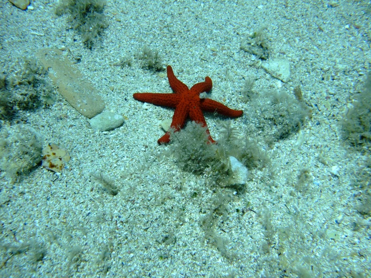 a red starfish sitting on top of a sandy beach