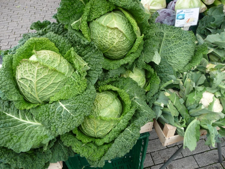 a bunch of green vegetables sitting on the ground