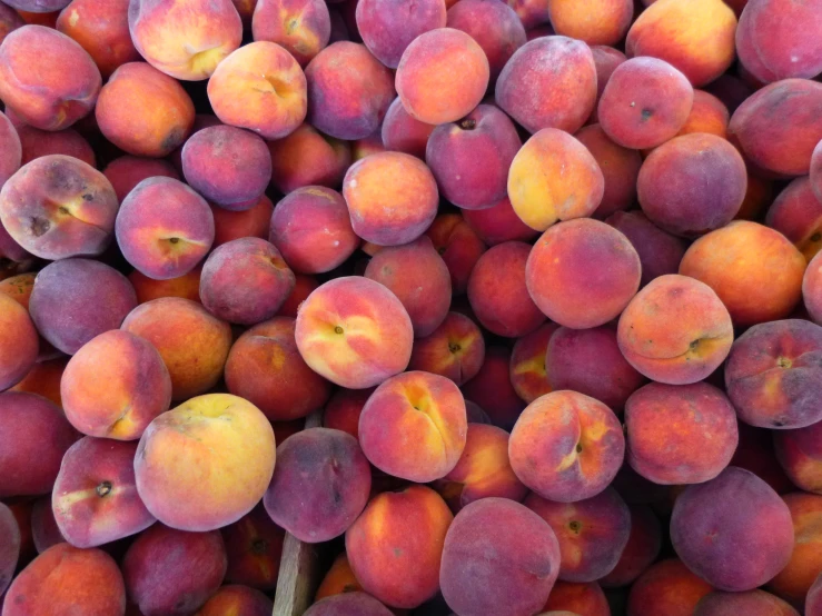 fresh peaches stacked together in closeup