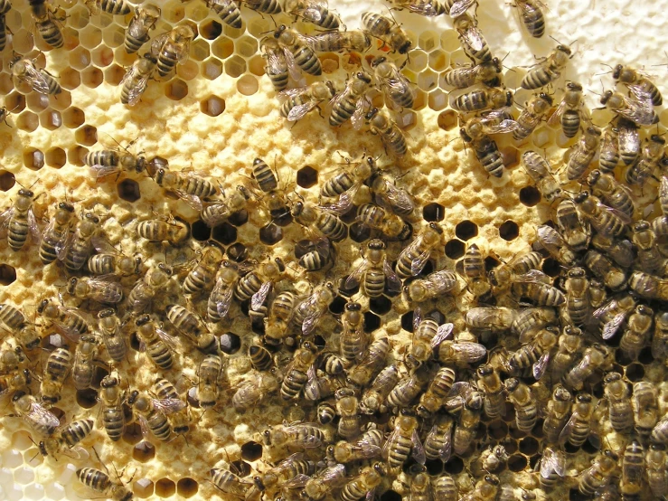 the bees have gathered together to create their own nests