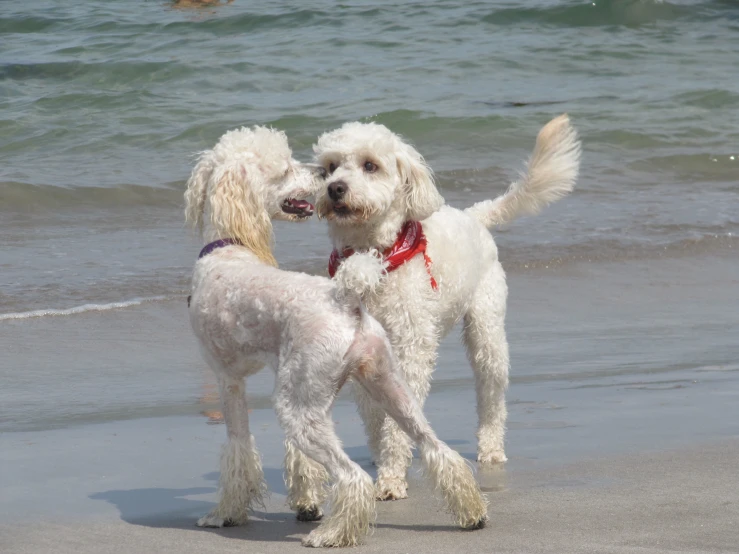 two cute white dogs stand on the beach