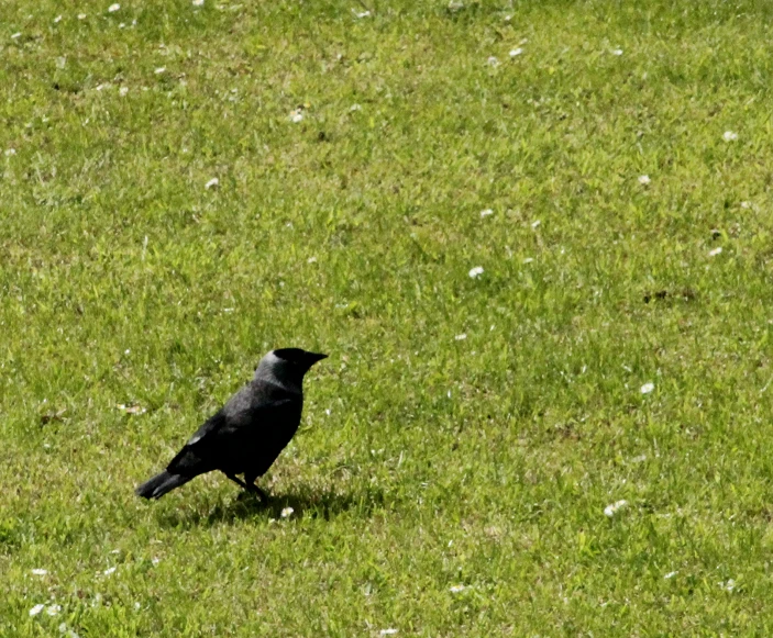 a small bird standing in some grass with one leg up