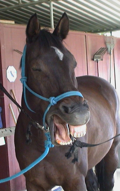 a large brown horse with its mouth open and it's mouth wide open