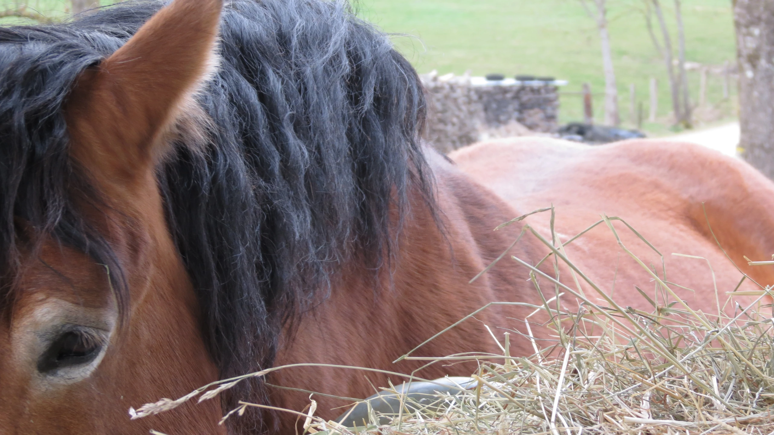 the head of a black and brown horse near another brown and white horse