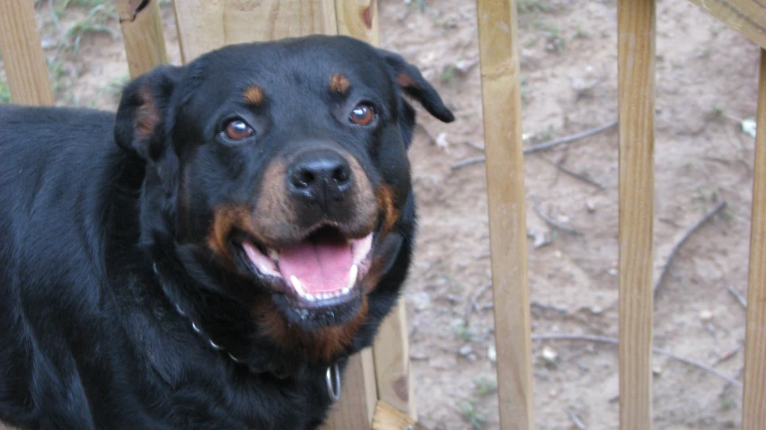 a black and tan dog with brown eyes is smiling at the camera