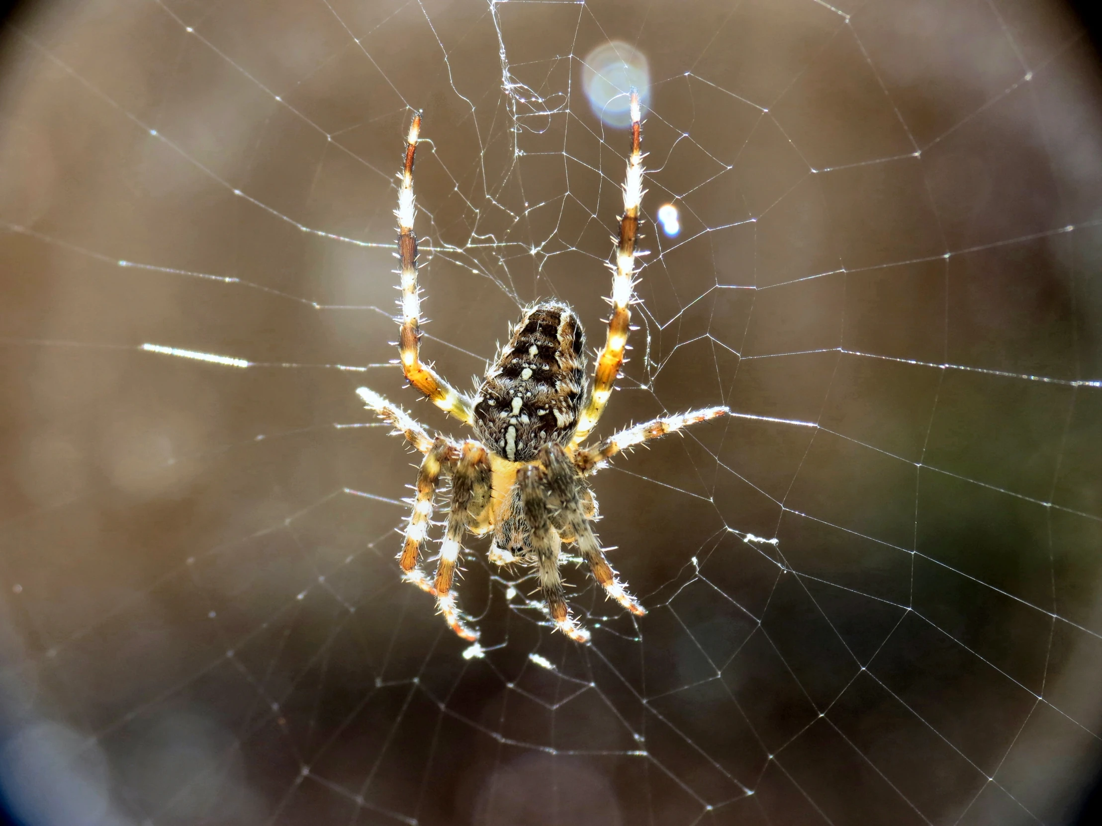 a web - covered spider hanging upside down in a room